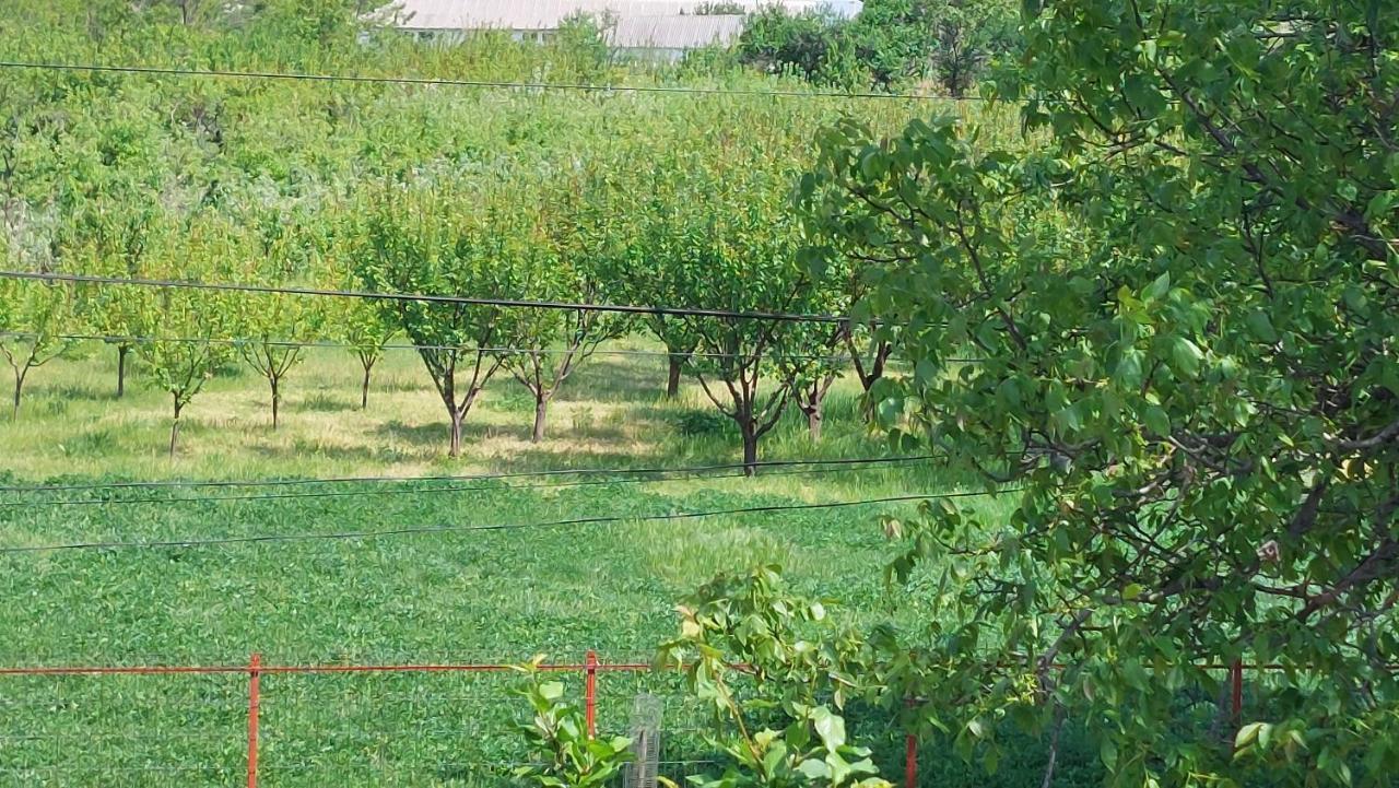 Agropensiunea Olteanu Niculitel Exterior foto